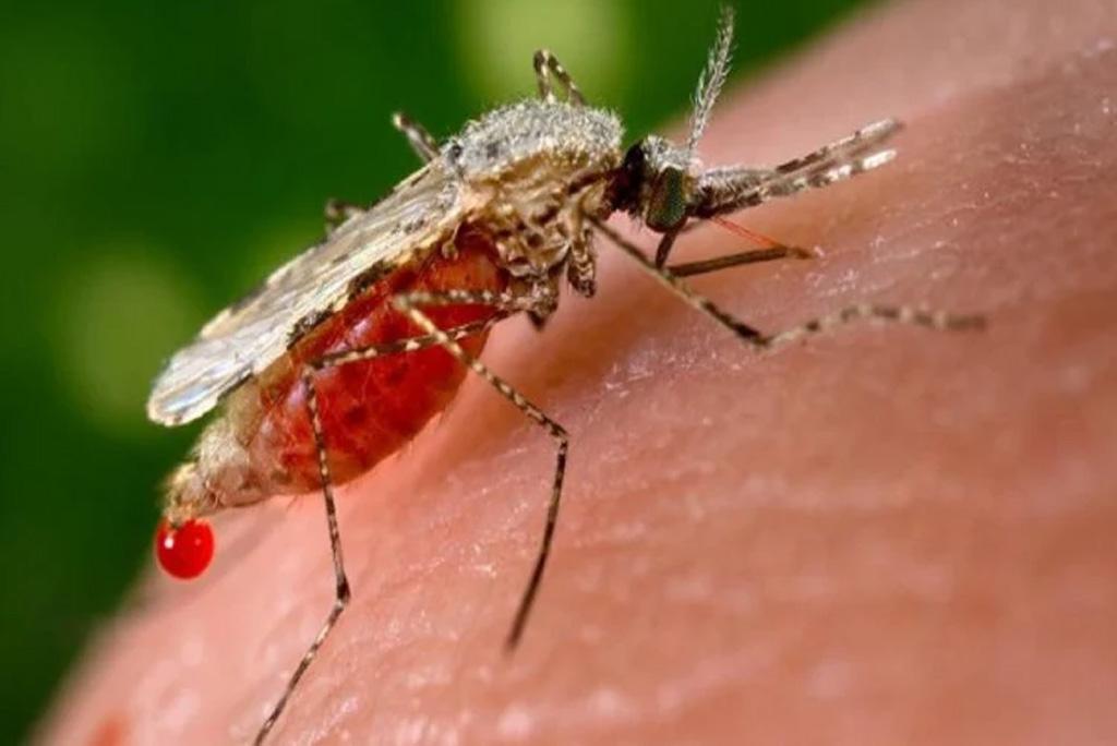 राष्ट्रीय डेंगू दिवस 2025 का उद्देश्य डेंगू बुखार से लड़ने के लिए निवारक कार्रवाई करने के महत्व के बारे में जागरूकता बढ़ाना है।