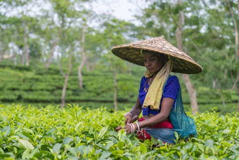 भारत के राज्य असम के बागान गांव के एक चाय बागान में गांव की एक महिला हरी चाय की पत्तियों को इकट्ठा करती है, यह चाय पूरे विश्व में प्रसिद्ध है।