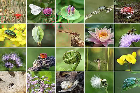 विकासशील देशों के ग्रामीण क्षेत्रों में रहने वाले 80 प्रतिशत लोग बुनियादी स्वास्थ्य देखभाल के लिए पारंपरिक पौधों पर आधारित दवाओं पर निर्भर हैं।