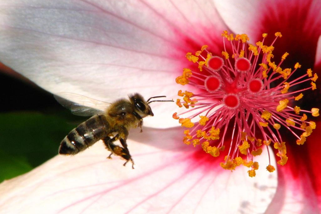 रात का बहुत ज्यादा तापमान के कारण अध्ययन किए गए सभी आवास प्रकारों में मधुमक्खियों की संख्या कम हो जाती है।