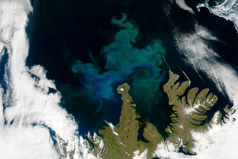 आइसलैंड के समुद्र में फाइटोप्लैंकटन के बढ़ने की उपग्रह से ली तस्वीर; फोटो: आईस्टॉक