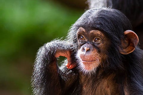 अंतर्राष्ट्रीय प्रकृति संरक्षण संघ (आईयूसीएन) ने चिम्पांजी को एक लुप्तप्राय प्रजाति घोषित किया है। 