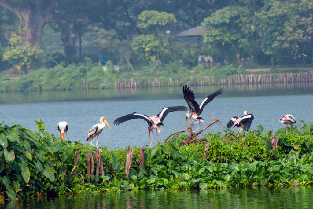 दलदली जमीन की फिर से बहाली जलवायु परिवर्तन के विरुद्ध एक गुप्त हथियार हो सकता है।