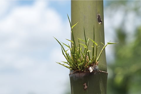 प्रतीकात्मक तस्वीर: आईस्टॉक