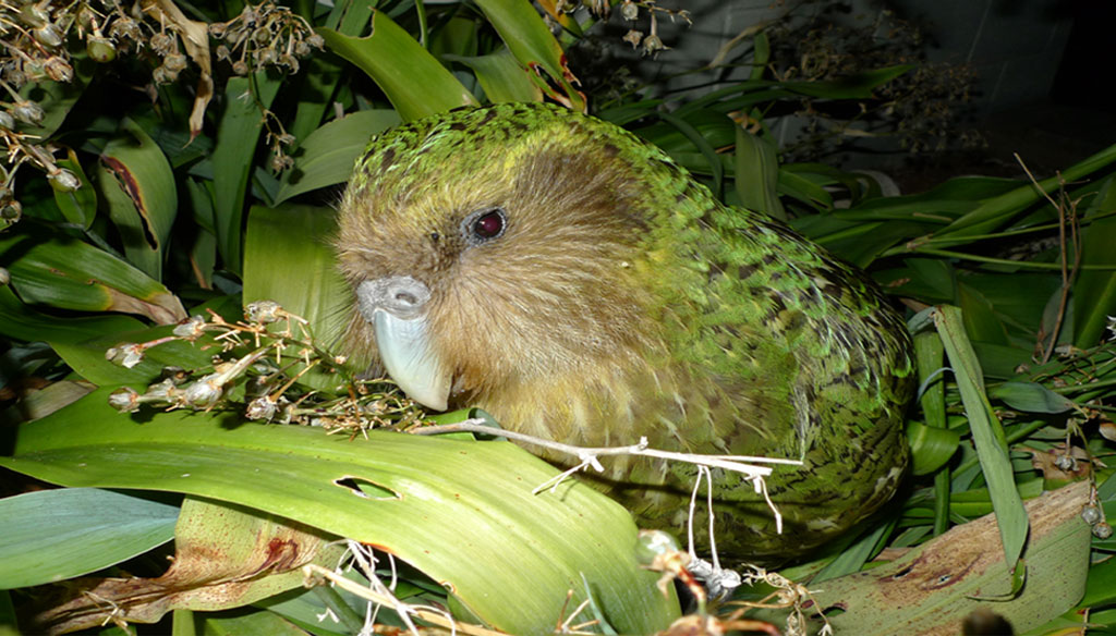 अंतरराष्ट्रीय शोधकर्ताओं ने पता लगाया है कि 1990 के दशक से पहले काकापो पू (तोता) में पाए गए 80 प्रतिशत से अधिक परजीवी अब वर्तमान आबादी में मौजूद नहीं हैं। 