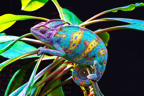 रंग बदलने वाले रक्षक: छिपकलियों की घटती दुनिया