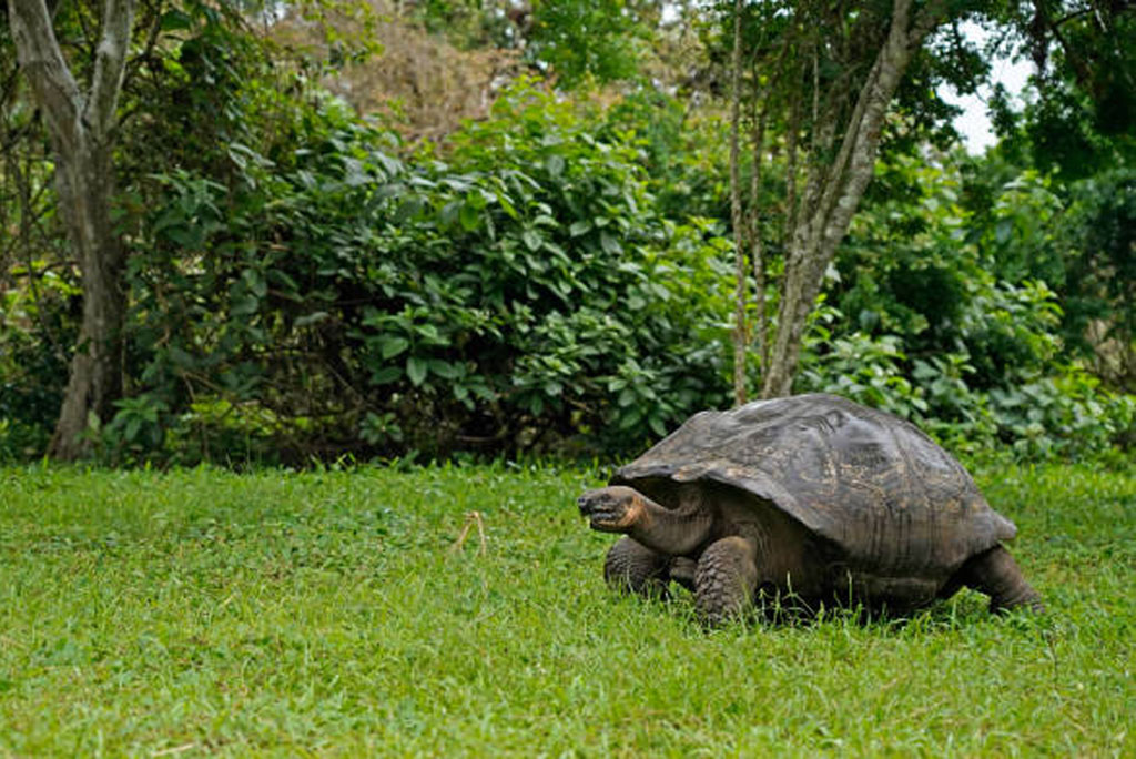 गैलापागोस द्वीपसमूह दुनिया के उन खास इलाकों में से एक है, जिसे उसकी अनूठी जैव विविधता और प्राकृतिक सुंदरता के लिए पहचाना जाता है। 