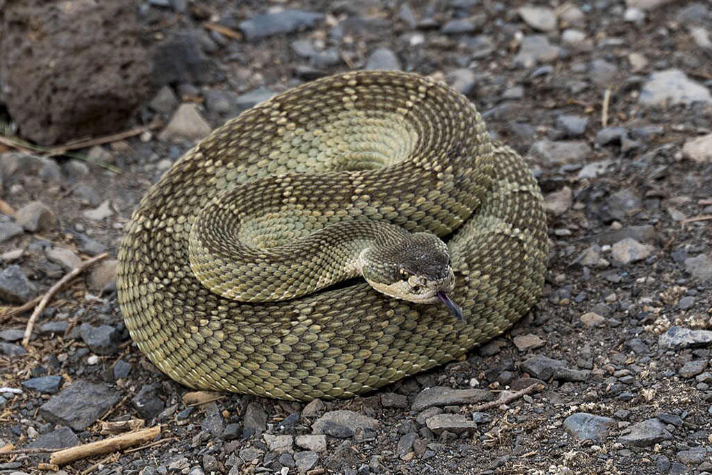 भले ही लोग सांपों से डरते हैं, लेकिन रैटलस्नेक पारिस्थितिकी तंत्र में बहुत अहम भूमिका निभाते हैं। ये चूहों और दूसरे छोटे जीवों को खाते हैं, जो अक्सर घरों और खेतों में परेशानी खड़ी करते हैं। 