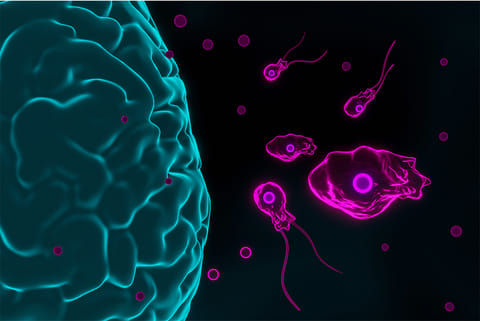 यह बीमारी नेग्लेरिया फाउलेरी के कारण होती है, जिसे आमतौर पर 'ब्रेन ईटिंग अमीबा' कहते हैं; फोटो: आईस्टॉक