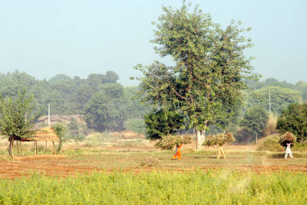 जंगलों के बढ़ने से मधुमक्खियों और अन्य परागण करने वाले कीटों की गतिविधि बढ़ने से फसलों की उत्पादकता में सुधार हुआ।