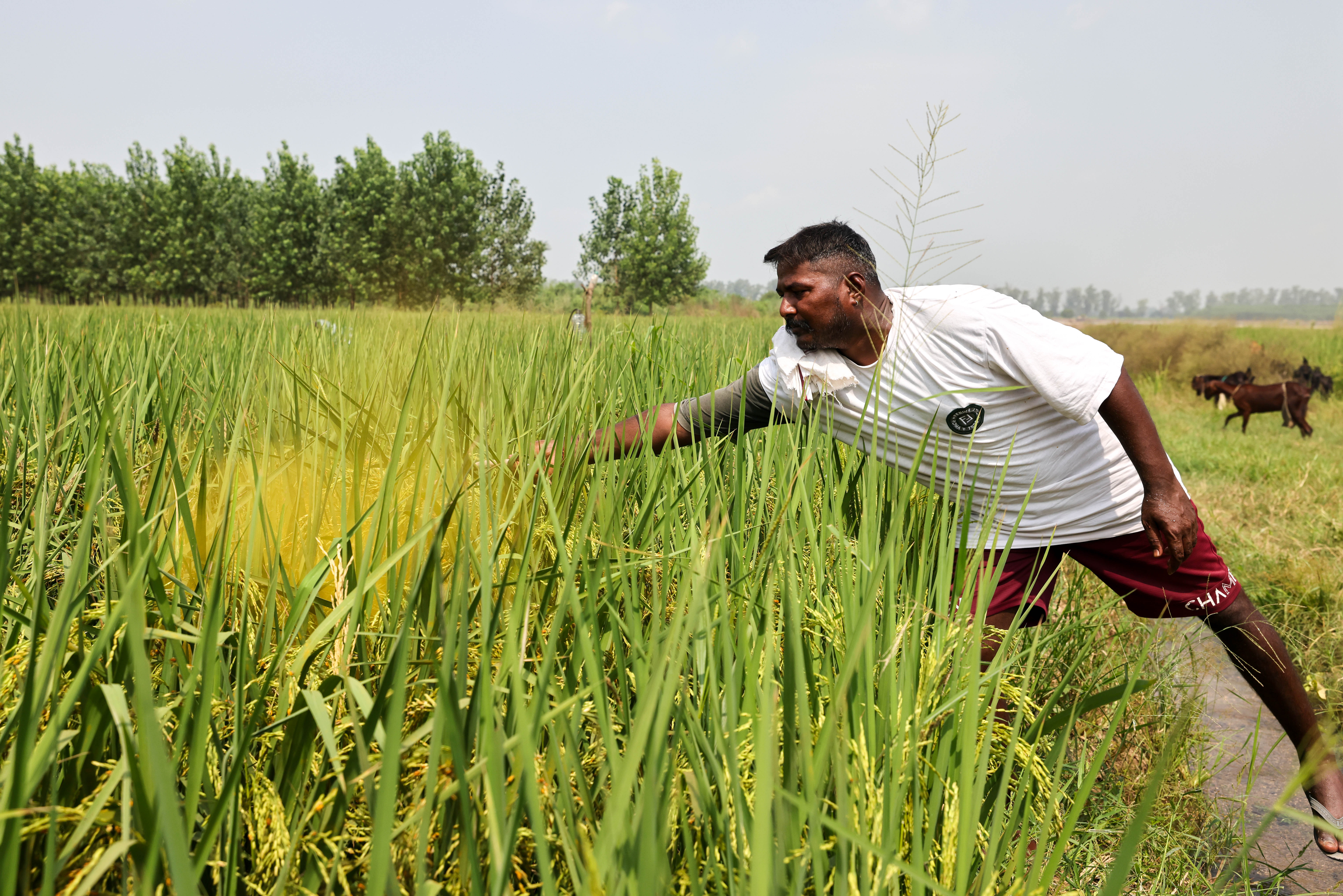 लुधियाना के तलवंडी कलां में किसान के खेत में हल्दी रोग (फॉल्स स्मट), फोटो : विकास चौधरी