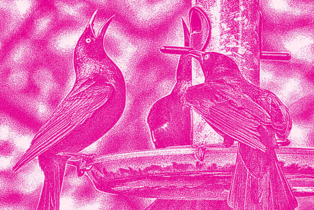 यह पुकार पक्षियों को मिलकर परजीवी को भगाने में मदद करती है, जिससे सामूहिक सुरक्षा सुनिश्चित होती है।