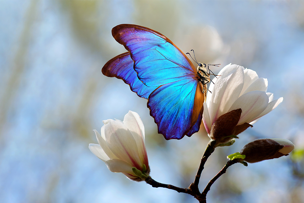 यूरोप में अध्ययन की गई तितलियों की 442 में से 65 प्रजातियां खतरे में हैं, जबकि 2010 में यह संख्या महज 37 दर्ज की गई थी; प्रतीकात्मक तस्वीर: आईस्टॉक