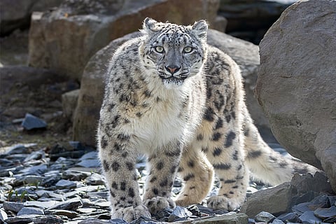 दुनिया में हिम तेंदुओं की संख्या 8,000 से भी कम है; फोटो: आईस्टॉक