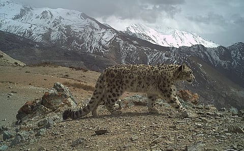 हिमाचल प्रदेश के ऊपरी किन्नौर में कैमरा ट्रैप में कैद हुआ एक हिम तेंदुआ।
फोटो सौजन्य: वन्यजीव प्रकोष्ठ, हिमाचल प्रदेश वन विभाग एवं नेचर कंजर्वेशन फाउंडेशन