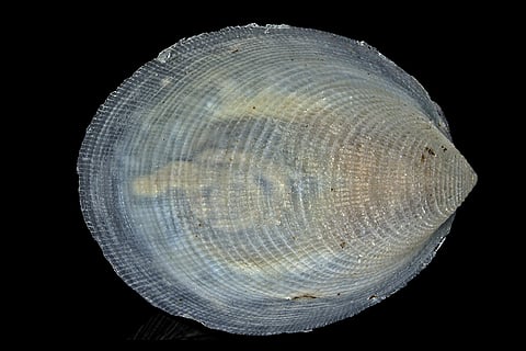 वेलेरोपिलिना ग्रेटेचेने: यह एक नई मोलस्क प्रजाति है जो 6,465 मीटर की गहराई से अल्यूटियन खाई में पाई गई। 