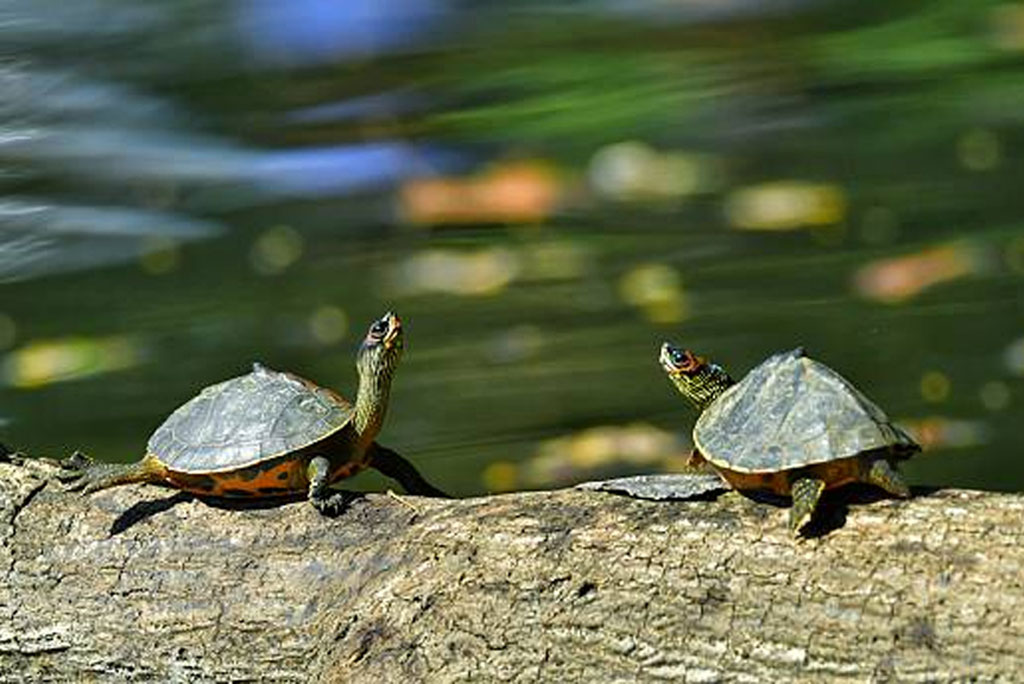 सरीसृपों का अवैध शिकार और व्यापार आज भी एक बड़ी समस्या है। इनके मांस, अंडे, खाल, और कवच के लिए इनका व्यापार होता है।