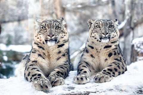 हिम तेंदुआ 12 देशों के ऊंचे पर्वतीय क्षेत्रों में पाया जाता है और इसकी वैश्विक संख्या केवल 2,710–3,380 के बीच है।