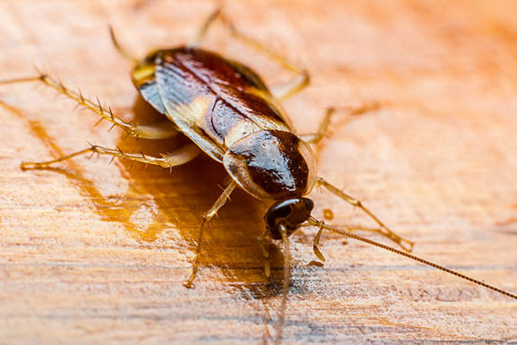 कॉकरोचों की संख्या जितनी अधिक, घर में  एलर्जी और एंडोटोक्सीन का स्तर उतना ही ज्यादा पाया गया।