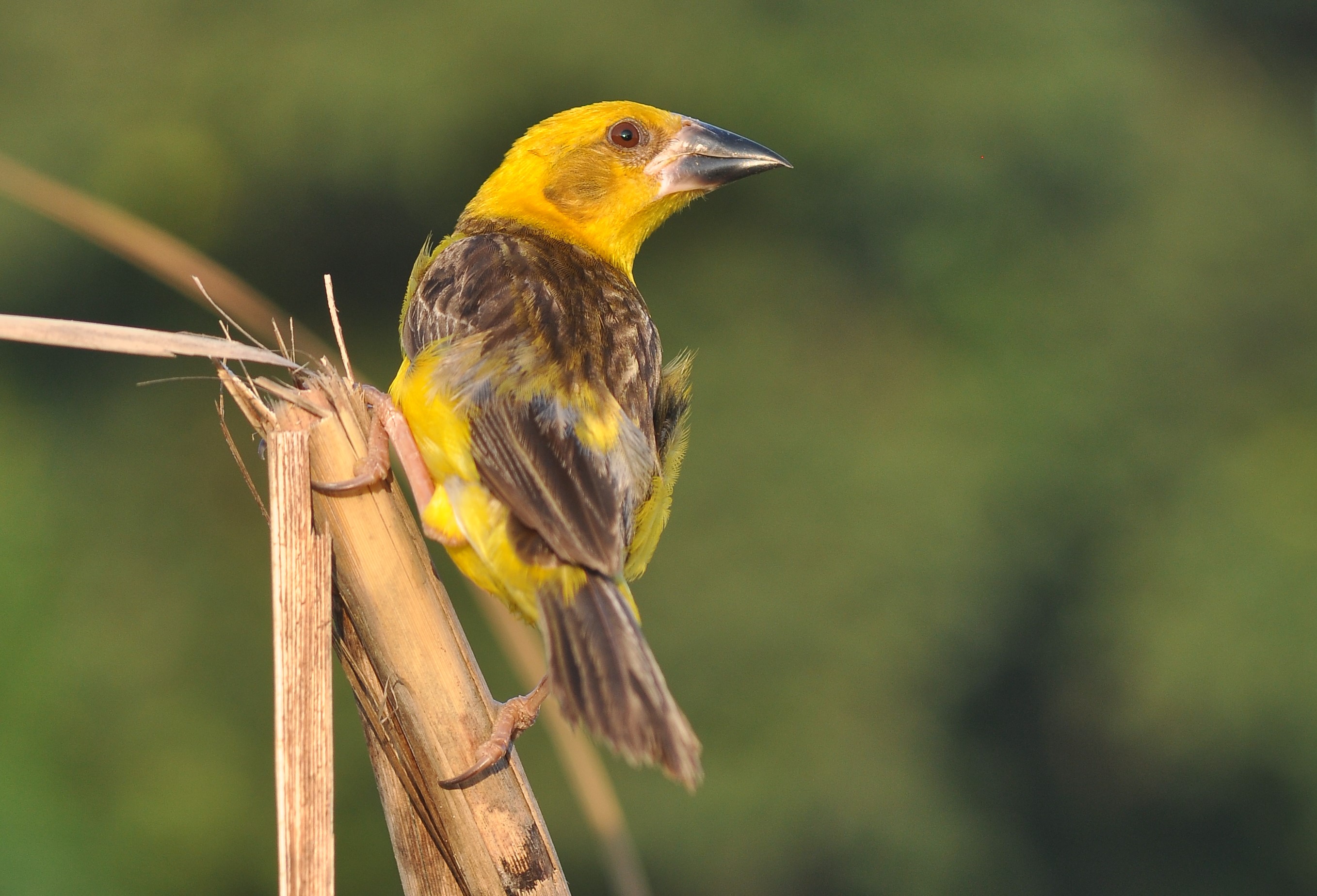  वर्ष 2022 में हरिपुरा बांध के पास फिन बया के घोंसलों की कॉलोनी, तस्वीर: डॉ रजत भार्गव, बीएनएचएस
