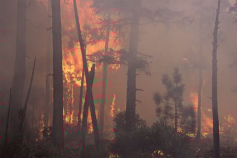 जंगलों की आग से दक्षिण अफ्रीका, भूमध्यसागरीय क्षेत्र, उत्तरी एशिया, उत्तर-पूर्वी दक्षिण अमेरिका और उत्तर अमेरिका प्रमुख प्रभावित क्षेत्र हैं।