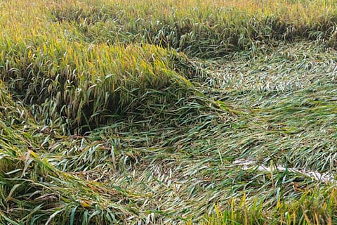 अध्ययन में यह पता चला कि 1980 से 2015 के बीच, बाढ़ के कारण हर साल औसतन लगभग 4.3 फीसदी धान की फसल नष्ट हुई, जो लगभग 1.8 करोड़ टन चावल के बराबर है।