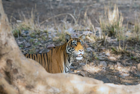 प्रतीकात्मक तस्वीर: आईस्टॉक