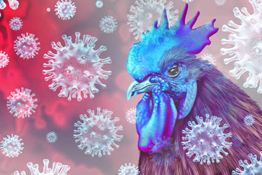मानव और पक्षियों का फ्लू जीन बदल सकते हैं, जिससे नए और खतरनाक स्ट्रेन उत्पन्न हो सकते हैं।