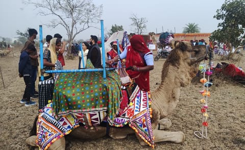 मालधारी यानी जिनके पास खूब सारे पशु, भेड़, बकरी, गाय-बैल और ऊंट हैं। फोटो: राकेश मालवीय