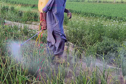 अपने खेतों में कीटनाशक का छिड़काव करता किसान; प्रतीकात्मक तस्वीर: आईस्टॉक