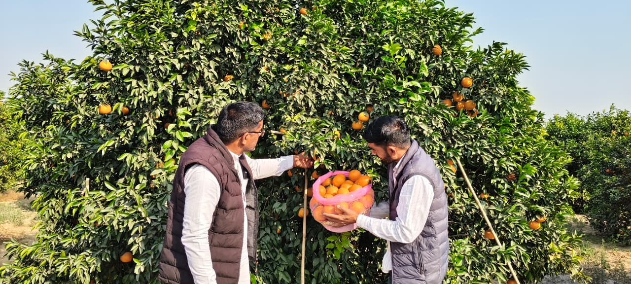 श्रीगंगानगर जिले में कई दशकों से किन्नू की बागवानी की जा रही है। फोटो: अमरपाल वर्मा