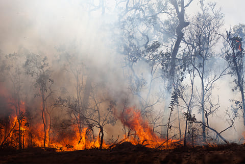 जंगलों की आग से हर साल हवा में घुल रहा 14.3 करोड़ टन जहर