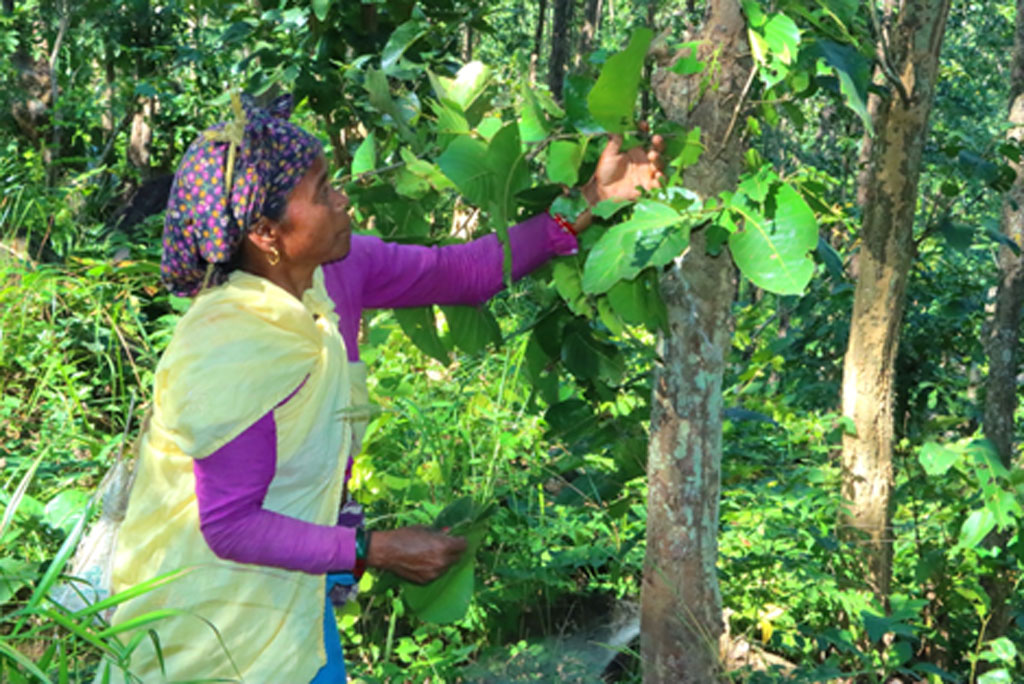 जहां सामुदायिक वन थे, वहां ग्रामीण संपत्ति अंतर बिना कार्यक्रम क्षेत्रों की तुलना में 15 प्रतिशत अधिक पाया गया अध्ययन।