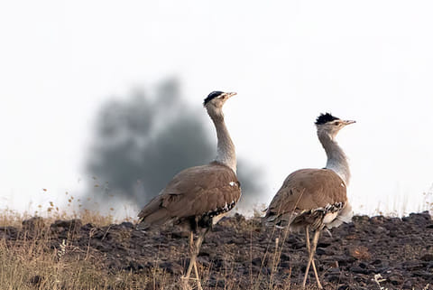 संकटग्रस्त ग्रेट इंडियन बस्टर्ड के संरक्षण हेतु सुप्रीम कोर्ट ने राजस्थान और गुजरात में बिजली लाइनों को भूमिगत करने के निर्देश दिए