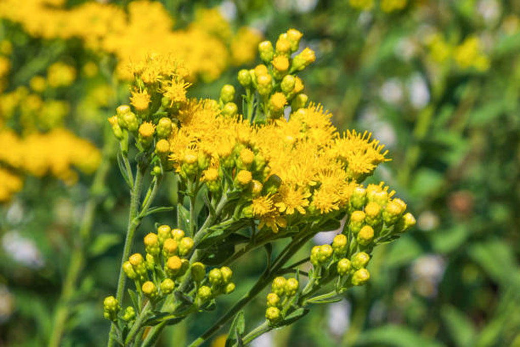 गोल्डनरोड अपने आस-पास के अन्य पौधों की वृद्धि को रोकने वाले रसायन भी पैदा करता है, यह अक्सर खेतों और मैदानों में फैलकर अन्य पौधों को दबा देता है।