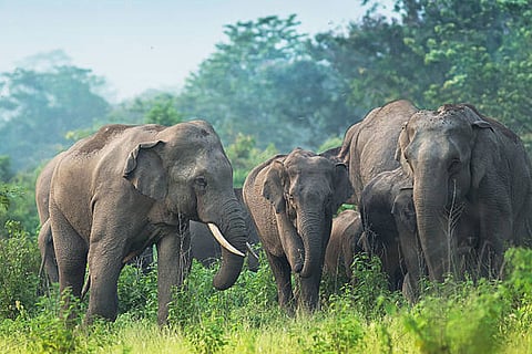 अफ्रीका और भारत में हाथियों की संख्या घट रही है, जिसका मुख्य कारण शिकार, आवास विनाश और मानव-वन्यजीव संघर्ष है।