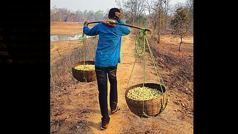 आदिवासी इलाकों में महुआ का पेड़ मार्च-अप्रैल में स्थानीय लोगों के जीवन की धुरी बन जाता है