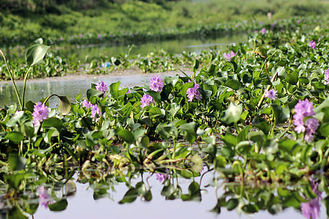प्रतीकात्मक तस्वीर: आईस्टॉक