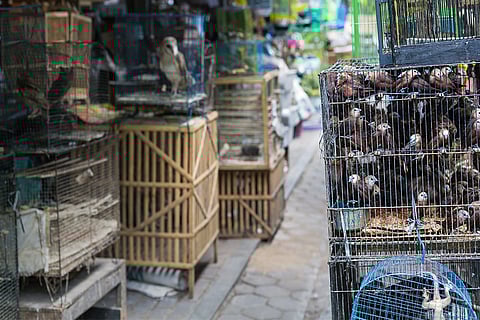 दुनिया में उभर रही 60 फीसदी से अधिक संक्रामक बीमारियां जूनोटिक होती हैं, यानी वे जानवरों से इंसानों में फैलती हैं। फोटो: आईस्टॉक