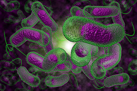 हैजा बैक्टीरिया और आईसीपी1 वायरस के बीच लगातार चल रही इवोल्यूशनरी लड़ाई बीमारी की गंभीरता और जीवाणु अनुकूलन को प्रभावित करती है।