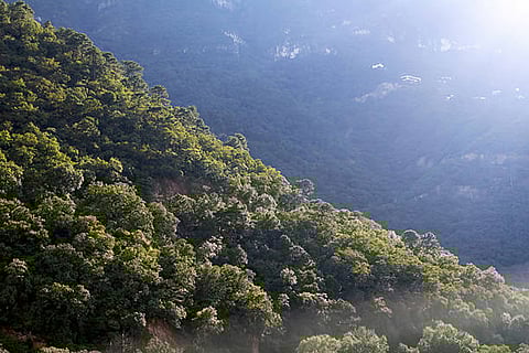 सबसे अधिक कार्बन वृद्धि सूखे और अर्ध-शुष्क क्षेत्रों जैसे राजस्थान और गुजरात में होने की संभावना जताई गई है।