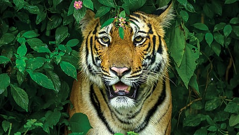 बाघों के लिए लैंटाना की झाड़ियां छिपने का बेहतरीन ठिकाना हैं। यहां दृश्यता कम होती है और शिकार के लिए भागने के रास्ते सीमित होते हैं