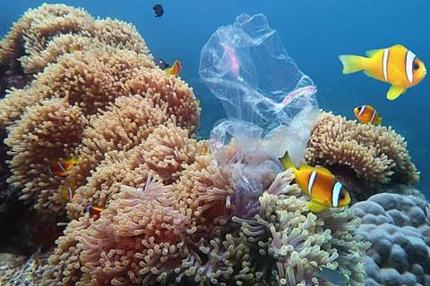 गैलापागोस के गहरे समुद्री मूंगे 1000 साल गायब रहे, फिर लौटे, जलवायु परिवर्तन और ईएनएसओ मुख्य कारण बताए गए