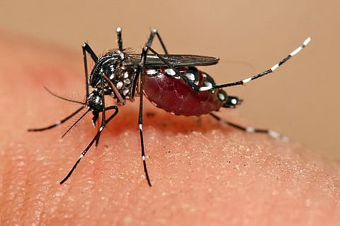 साल 2024 में दुनिया भर में लगभग 28.2 करोड़ मलेरिया के मामले सामने आए और करीब 6 लाख 10 हजार  लोगों की मौत हुई। 