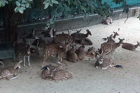 डियर पार्क में हिरणों का झुंड; फोटो: विकीमीडिया कॉमन्स