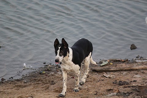 प्रतीकात्मक तस्वीर: आईस्टॉक