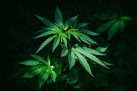 नए मेटा-विश्लेषण में 54,000 लोगों के आंकड़ों से कैनबिस का प्रतिरक्षा प्रणाली पर जटिल और अनिश्चित प्रभाव सामने आया।