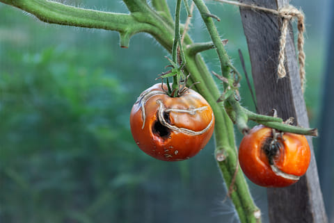 ‘पछेती झुलसा’ यानी ‘लेट ब्लाइट’ का शिकार टमाटर; फोटो: आईस्टॉक