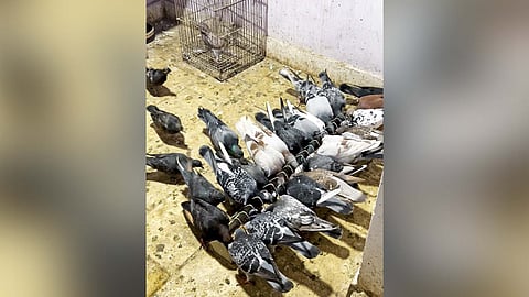 Pigeons being fed at a city resident’s house