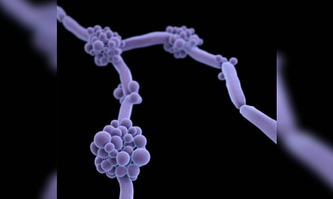 Fungal species Candida